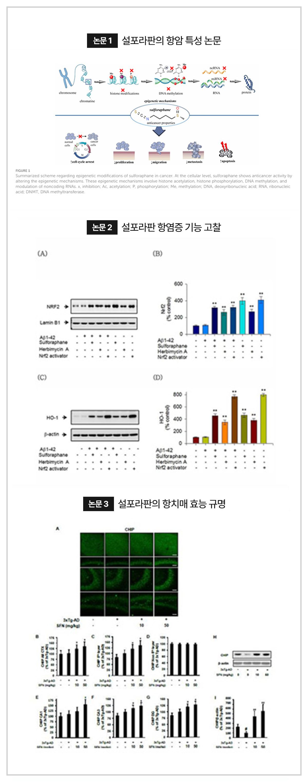 설포라판의 항암 특성 논문, 항염증 기능고찰, 항치매 효능 규명